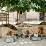 Plusieurs chiens se reposent dans un espace ombragé d’un refuge animalier français en été, avec des gamelles d’eau propres à proximité.