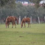 Cheval lusitanien portugais dans un pâturage verdoyant